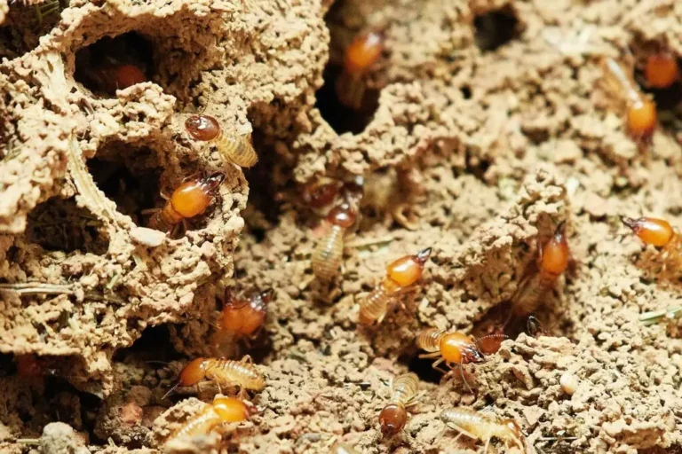 Silent Invaders How Termites Exploit Seasonal Changes to Enter Your Home