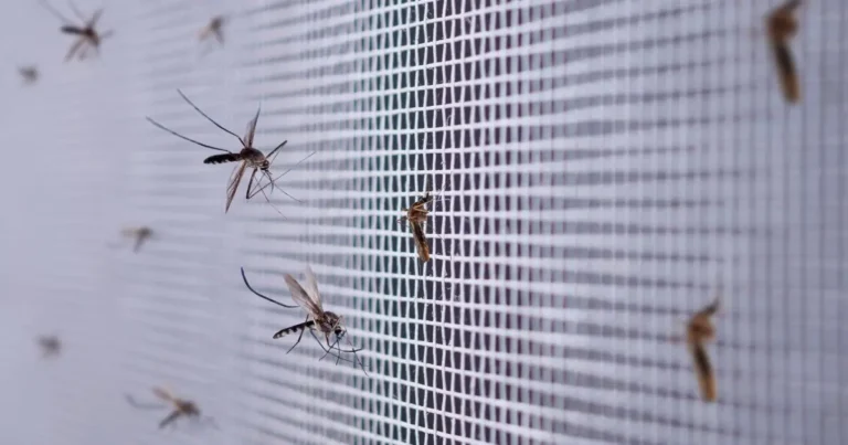 Mosquito Control Strategies for Effective Pest Management