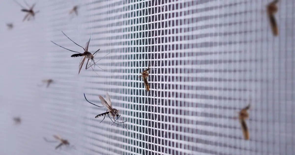 Mosquito Control Strategies for Effective Pest Management