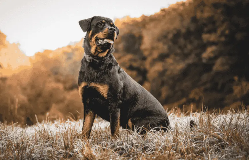 Collagen for CCL Injuries in Dogs A Smart Choice for Healing and Joint Support