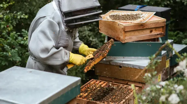 Raw vs. Pasteurized How Canadian Raw Honey Maintains Its Nutritional Edge