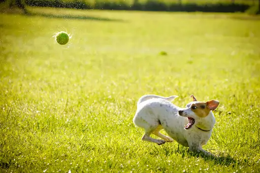 Family Walks, Happy Dogs: How Dog GPS Trackers Add Safety to Every Adventure