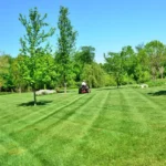 Common Lawn Pests and How to Manage Them
