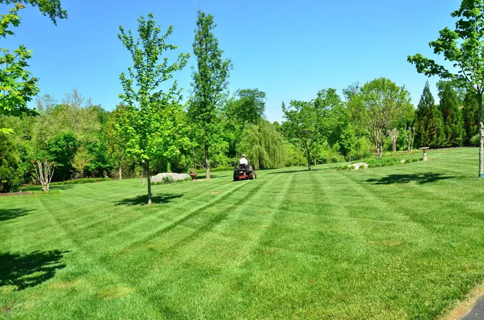 Common Lawn Pests and How to Manage Them
