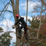 How Proper Tree Maintenance Enhances Your Property Value