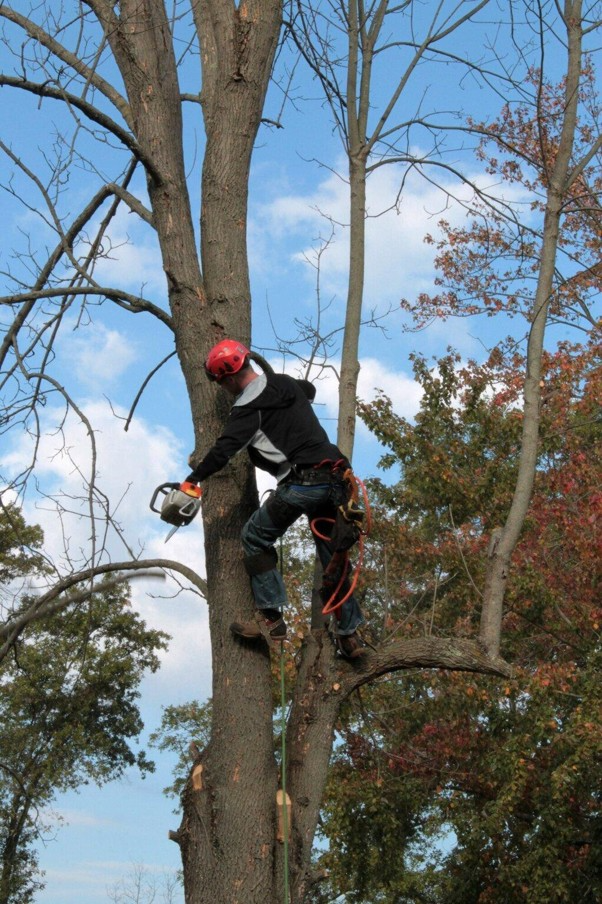 How Proper Tree Maintenance Enhances Your Property Value